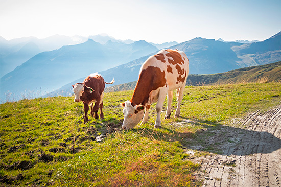 Vache Bleue_lait de montagne